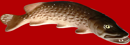 Щука большая